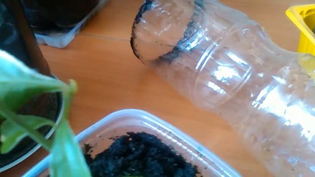 Приближение весны. смотреть онлайн