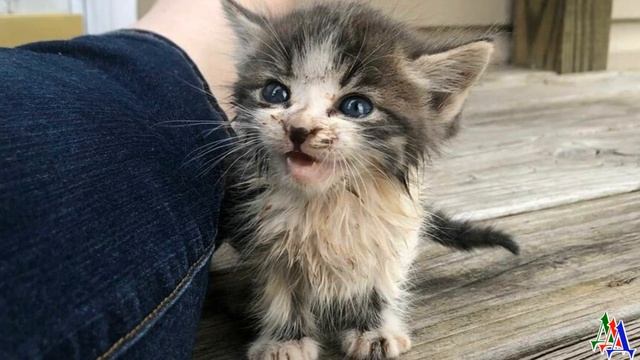 Ротвейлер Нюша СПАСЛА котёнка, выброшенного людьми смотреть онлайн