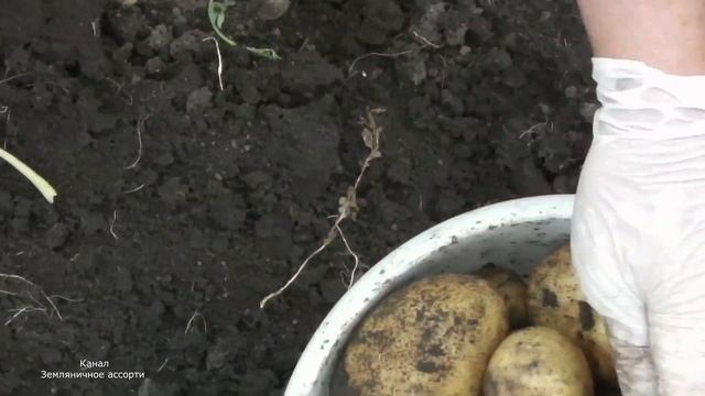 ВЫСОКОУРОЖАЙНЫЙ И ВКУСНЫЙ СОРТ КАРТОФЕЛЯ ЗЕКУРА смотреть онлайн