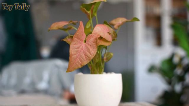 Top 10 Common Indoor Plants na Kayang Mabuhay sa Tubig смотреть онлайн