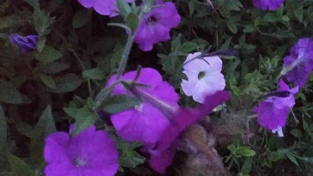 Вечерняя гостья. Бабочка ? Похожа на колибри. Бабочки Бражники. Сфинксы. Хоботник. смотреть онлайн