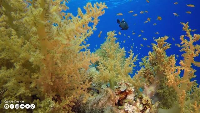 Нежная музыка и успокаивает нервную систему - лечебная музыка для сердца и радует душу #253 смотреть онлайн