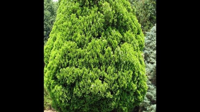 ПЛОСКОВЕТОЧНИК (PLATYCLADUS) сем. Кипарисовые смотреть онлайн