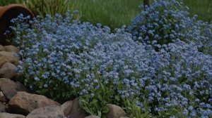 Незабудка цветок — описание и характеристики растения