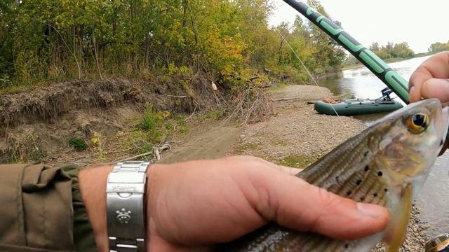 Болонское удилище для ловли хариуса.