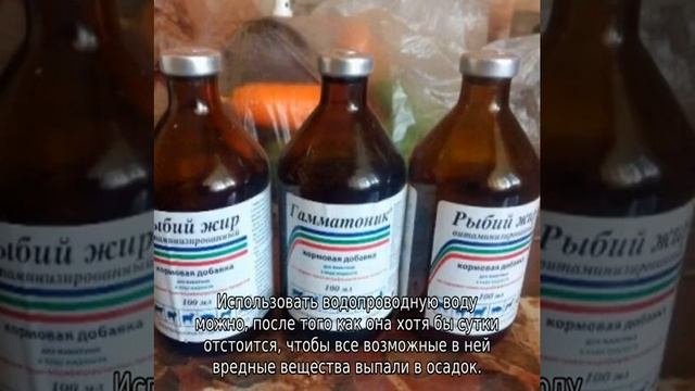 Гамматоник для цыплят