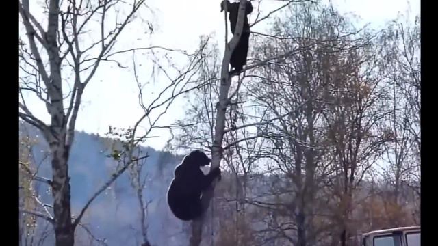 Best COUBs 44 \ Подборка кубиков COUB 44 смотреть онлайн