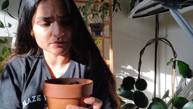 Hoya Collection and Updates on hoya cuttings ! смотреть онлайн