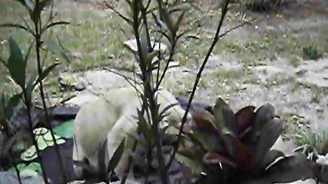 Albino Doberman Alligator?