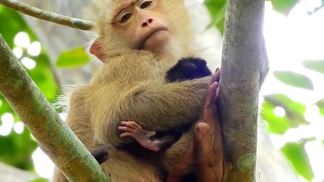 Поздравляем! Обезьяна Роза родила милую новую детскую обезьянку смотреть онлайн