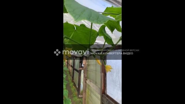 Останавливаем рост растений. Вершкуем (обламываем головы) растения. смотреть онлайн