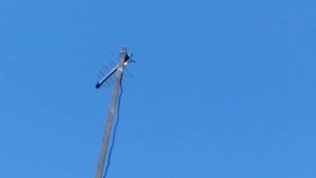 Сирень зацвела сегодня. смотреть онлайн