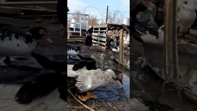 УТКИ.Им не холодно.Октябрь смотреть онлайн