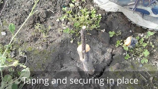 Cleft grafting - repair смотреть онлайн