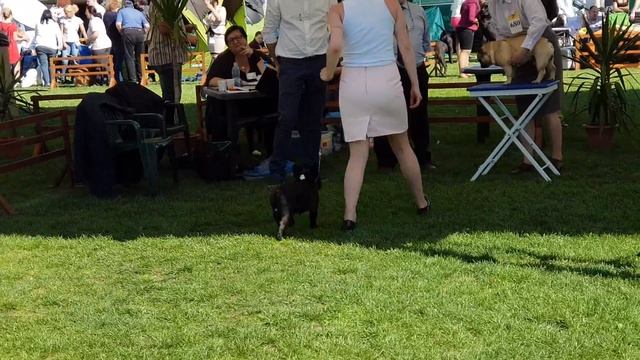 Ринг Франц.бульбогов( класс Чемпионов) Румыния Сату-маре 21.04.2018 смотреть онлайн