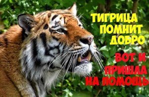 Тигрица помнит добро и поэтому вступилась за женщину. Истории про животных.