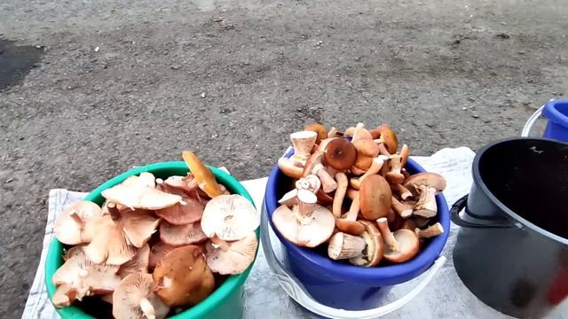 Торговля на трассе. У меня сегодня Распродажа. Грибы. смотреть онлайн