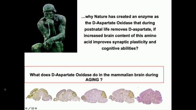 New Insights on the Enigmatic Role of D-Aspartic Acid Metabolism in the Mammalian Brain Aging смотреть онлайн