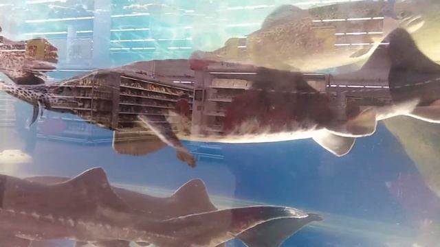 Смотрим на рыб в АшанЕ смотреть онлайн