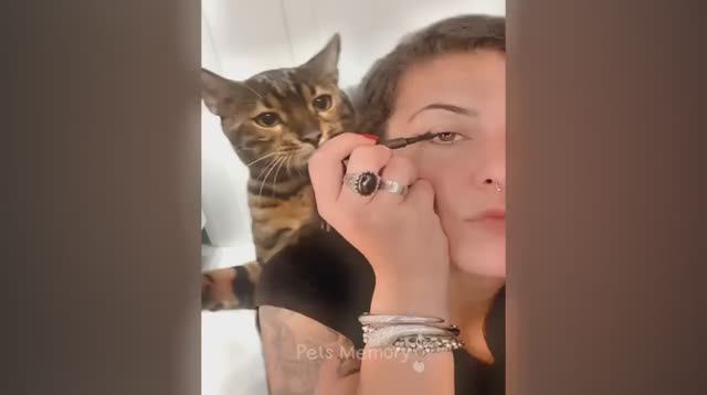 When a silly Cat becomes your best friend 😹 The funniest animals and pets 😅 (1) смотреть онлайн