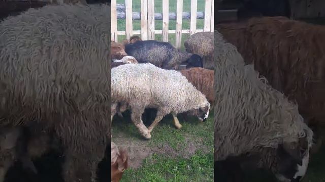 Чиста гисар