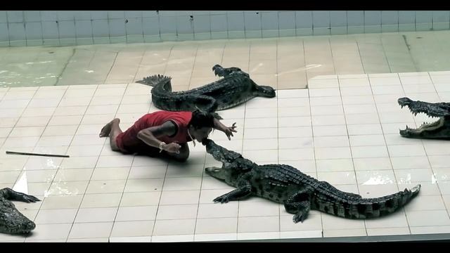 Крокодиловая ферма и шоу, Пхукет экскурсии| Crocodile farm and show смотреть онлайн