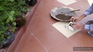 Planting a beautiful Echeveria Elegans plant.