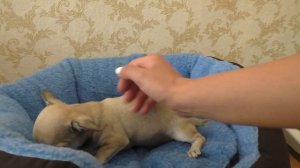 ПОПОЛНЕНИЕ В СЕМЬЕ Купили собаку РЕАКЦИЯ НА СОБАКУ Наш новый питомец Первая встреча