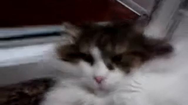 НАШ КОТ "СИБИРСКАЯ СТОРОЖЕВАЯ" смотреть онлайн