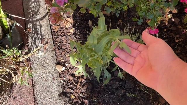 Посадила цветы,устала,плохо спала,за подарками,Сабрина рассмешила,старый анекдот,ты учитель,тренер смотреть онлайн