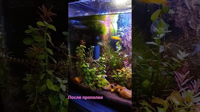 Аквариум после прополки растений смотреть онлайн