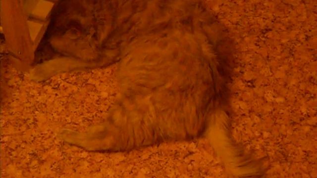 Котэ тащатся от валерьянки смотреть онлайн