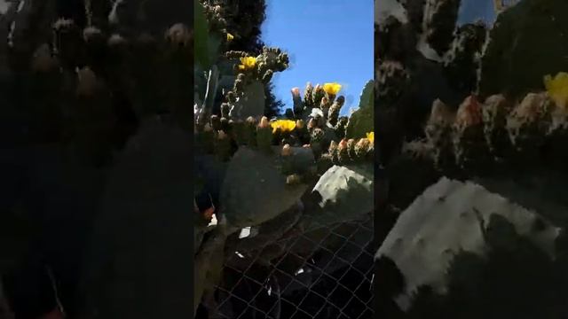 Кактус опунция цветет Опунция видео Opuntia #shorts Мушмула поспела смотреть онлайн