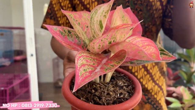 AGLAONEMA LENGKAP KOMPLIT MURAH EKONOMIS TAMPILAN MANTAP‼️ смотреть онлайн