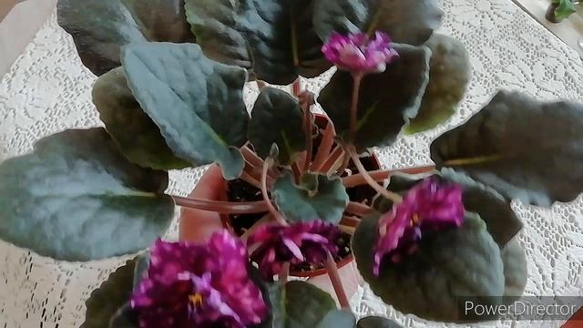 Сорт фиалки АЕ - Млечный Путь./ Описание сорта фиалки. смотреть онлайн