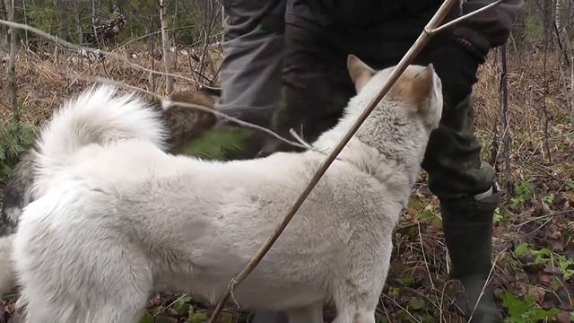 Охота с TG3 на лося и неожиданная атака. смотреть онлайн