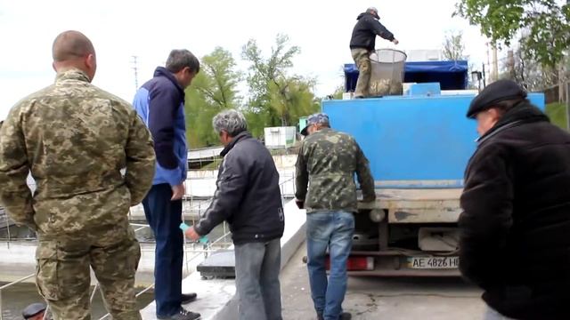 Покупка малька в рыбхозяйстве. ГО "ЖОР" смотреть онлайн