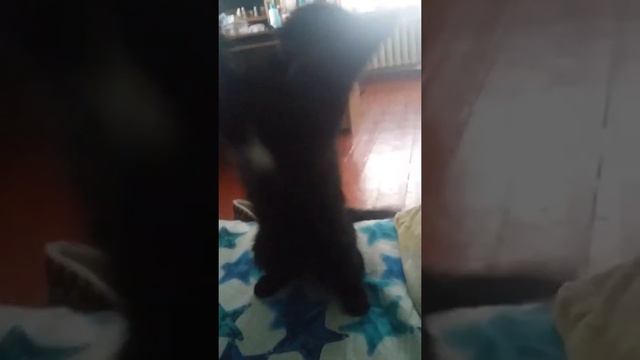 Нэо не умеет фыркать смотреть онлайн