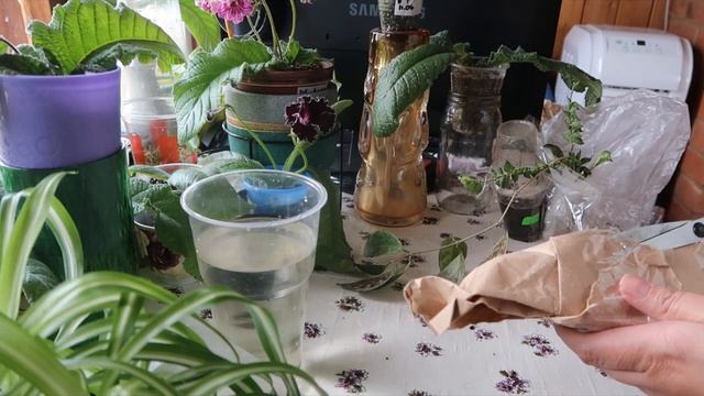 Комнатные растения/Распаковка посылки по обмену/Филодендрон, Бегонии, хойя, дисхидия, эсхинантус смотреть онлайн