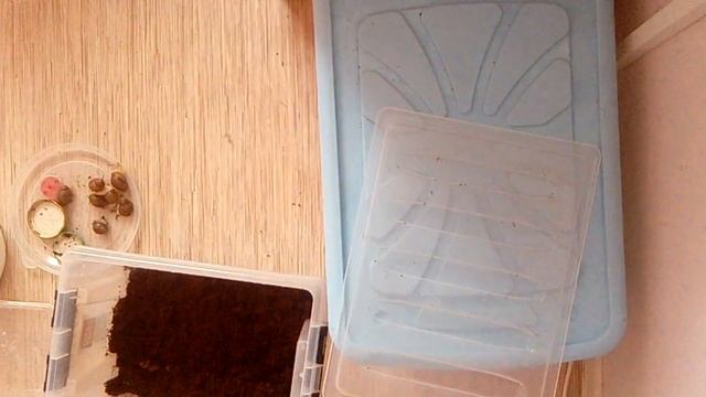 ПЕРЕСЕЛЕНИЕ улитят ДОЛГОЖДАННОЕ ВИДЕО! смотреть онлайн