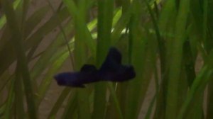 Селекция гуппи. 1-я часть.