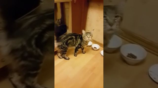 Туша-каркуша смотреть онлайн