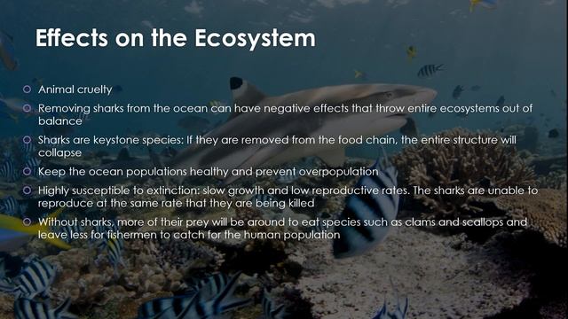 The Global Shark Fin Trade