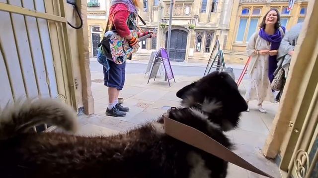 Different ways people react to a Huge Husky in Public смотреть онлайн