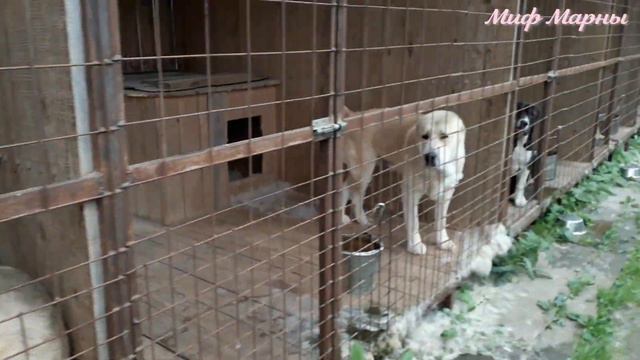 В питомнике Миф Марны есть несколько свободных подрощенных щенков. смотреть онлайн