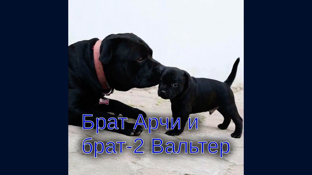 #друзьямировесникам StaffyBand Denis Zharkov смотреть онлайн