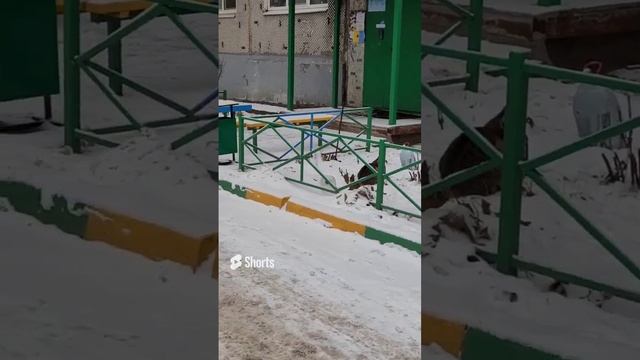 Коты гуляют, кот, животные, Тула, снег, машина, автомобиль