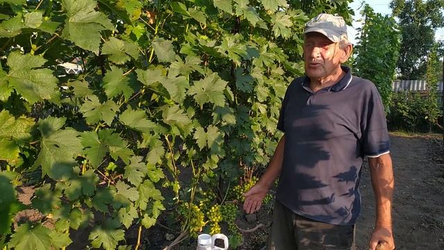 Профилактика оидиума и мильдью на винограднике. смотреть онлайн