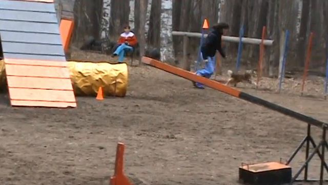 шелти Смайл аджилити, соревнования 2 мая в Перми смотреть онлайн