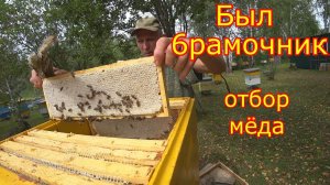 КАРНИКА! ОТ ОТВОДКА до СЕМЬИ! Отбор мёда, сколько принёс мёда